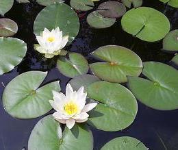 Witte waterlelie (Nymphaea alba)